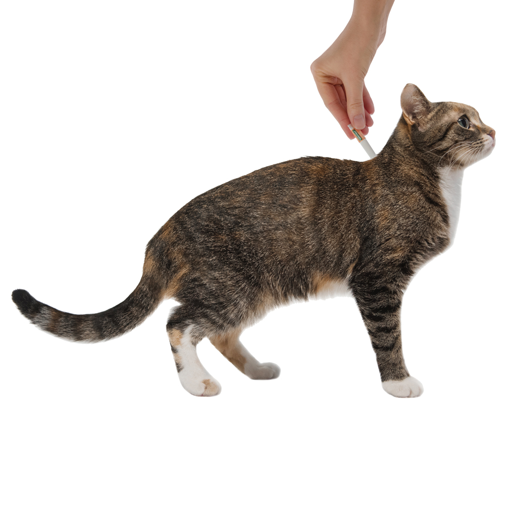 Адвантейдж капли на холку от блох для котят и кошек до 4 кг - 1 пипетка