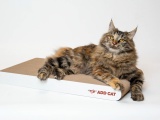 ADD CAT картонная когтеточка FLAT maxi  56*30*5см
