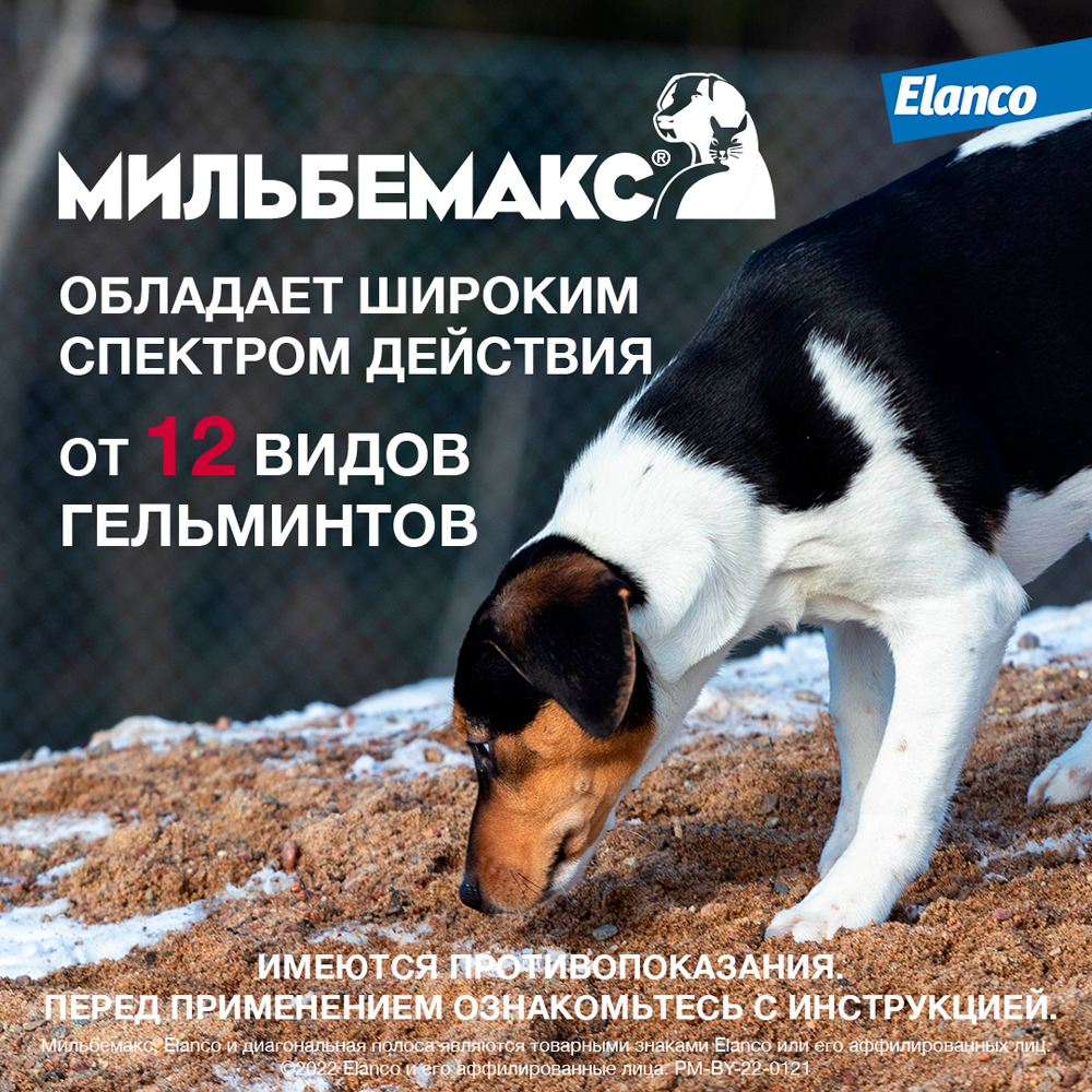 Таблетки Мильбемакс для крупных собак от гельминтов, со вкусом говядины  2таб
