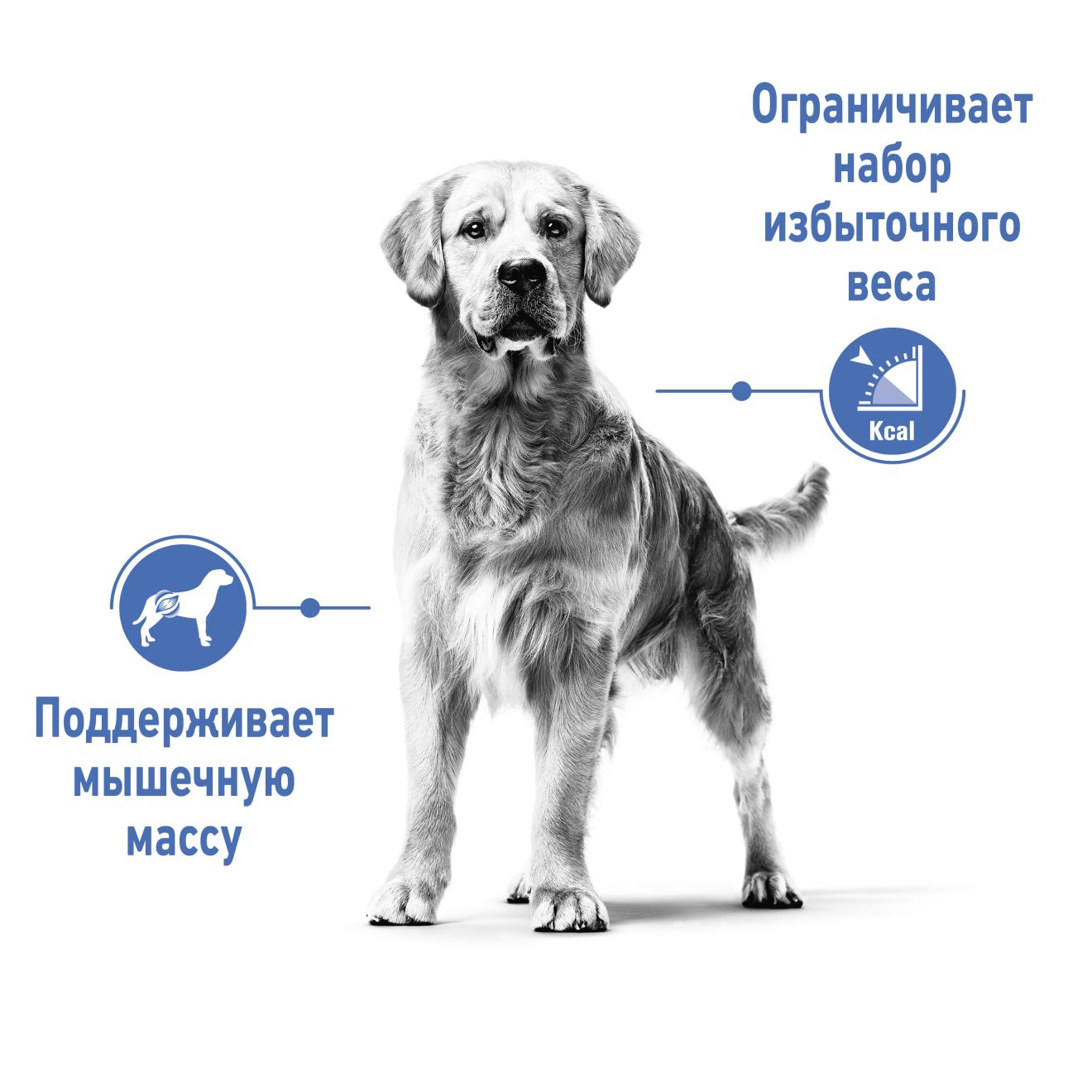 Корм сухой Royal Canin Medium Light Weight Care для собак средних пород, склонных к набору веса 3 кг