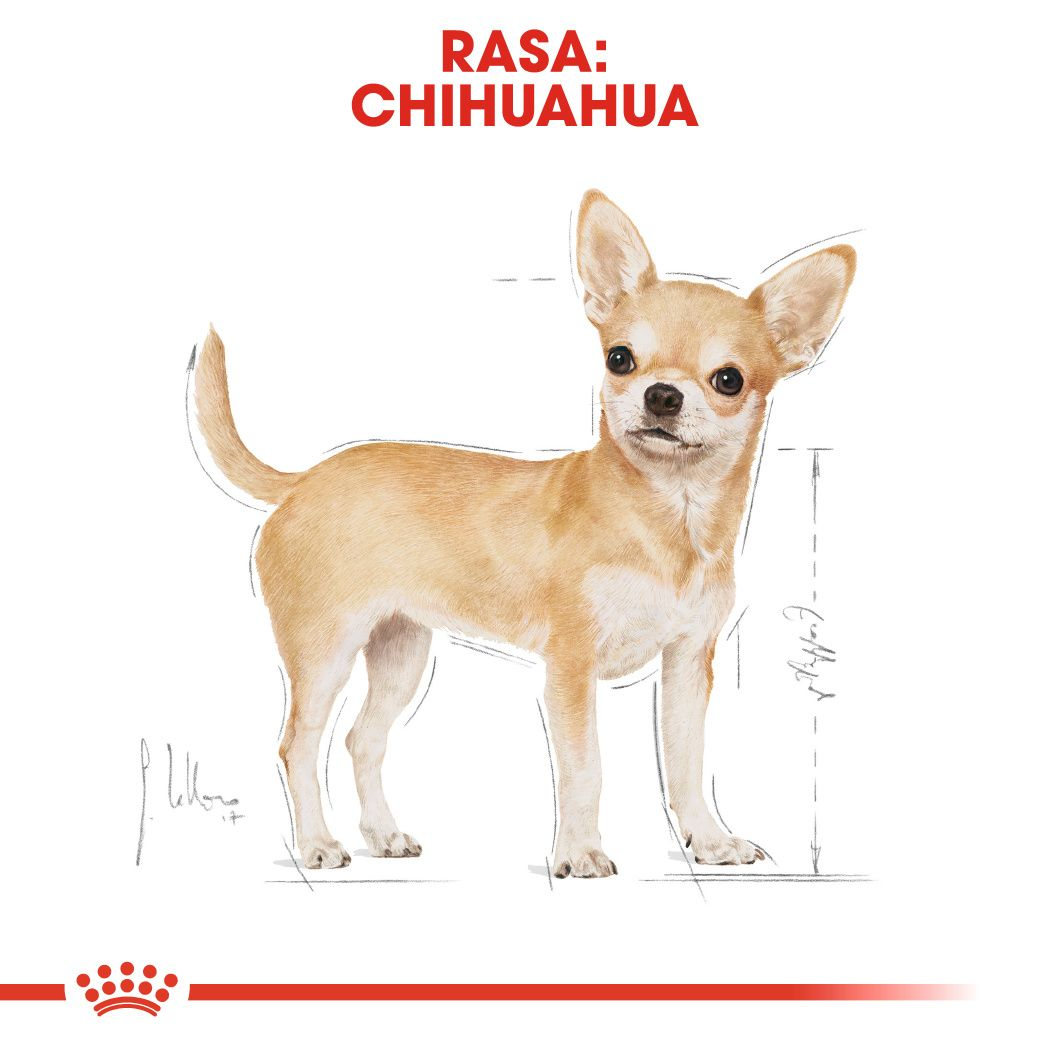 Корм сухой Royal Canin Chihuahua для взрослых собак породы чихуахуа в возрасте 8 месяцев и старше, 500 г