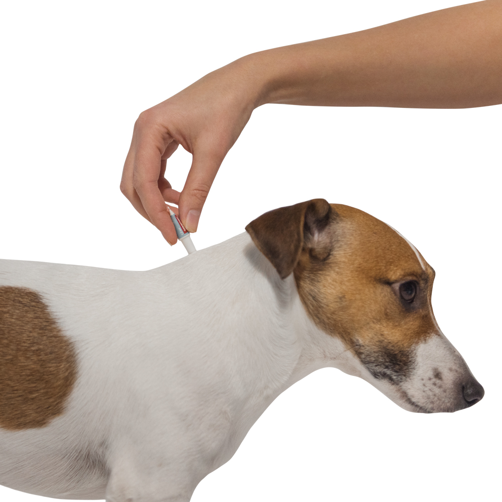 Адвантейдж капли на холку от блох для собак от 4 до 10 кг - 1 пипетка