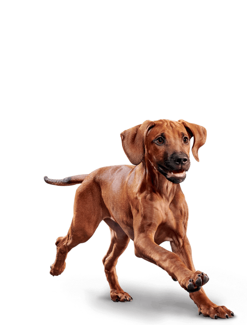 Корм сухой Eukanuba Dog Puppy & Junior Large Breeds для щенков крупных пород, 3 кг