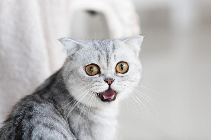 Во сколько у кошек меняются зубы — статьи интернет-магазина Zoosell