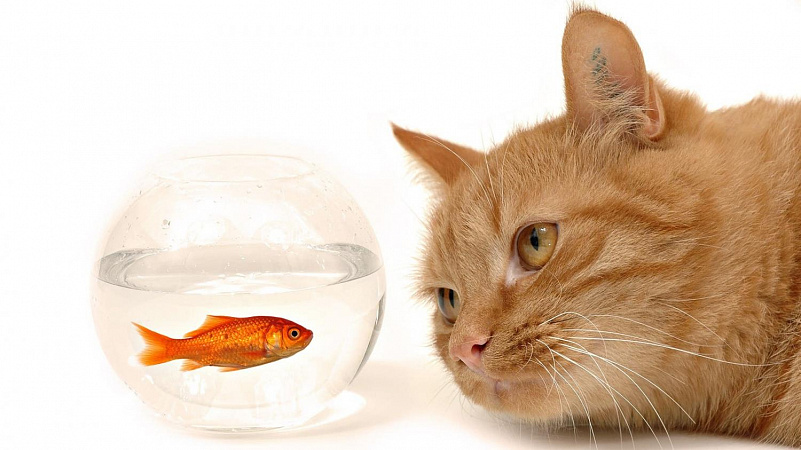 Можно ли кормить кошку рыбой — статьи интернет-магазина ZOOSELL